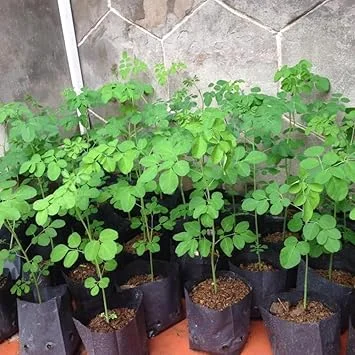 Moringa Oleifera Tree Live Plant – Malunggay Plant in Pot – Well-Rooted Drumstick Tree – 9 Months Old – Outdoor Grown - Image 3