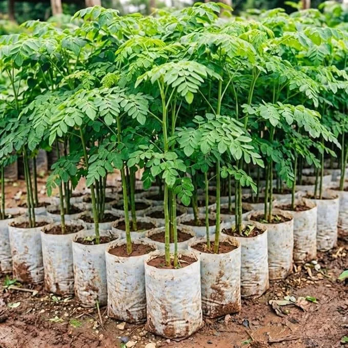 Moringa Tree Live Plant 4" Pot – 6-10'' Tall Oleifera Drumstick – Outdoor Full Sun - Image 1