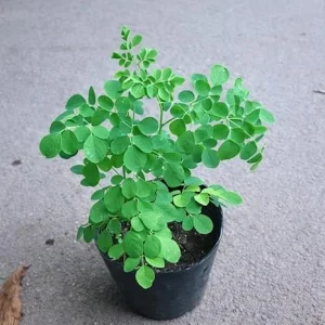 Moringa Tree Live Plant – 6-10 Inch Tall – 2 Plants in 4 Inch Pot – Outdoor - Image 5
