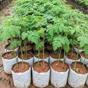 Moringa Tree Live Plant – 6+ Inches Tall Seedling – Moringa Oleifera – Outdoor Zone 9-11 - Image 3