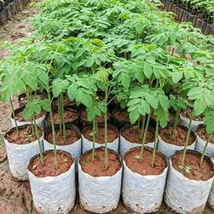 Moringa Tree Live Plant – 6+ Inches Tall Seedling – Moringa Oleifera – Outdoor Zone 9-11 - Image 7