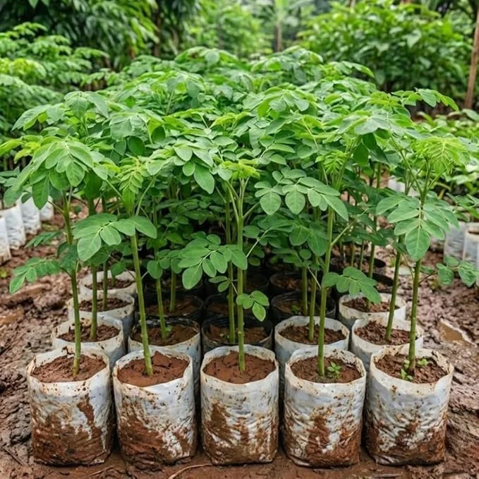 Moringa Tree Live Plant - Drumstick Horseradish Oleifera, 4" Pot, 6-10'' Tall, Outdoor - Image 1