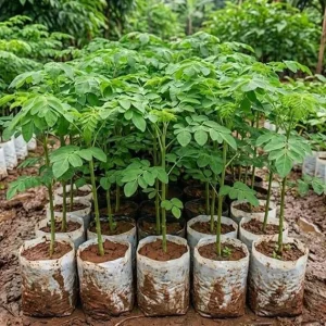 Moringa Tree Live Plant - Drumstick Horseradish Oleifera, 4