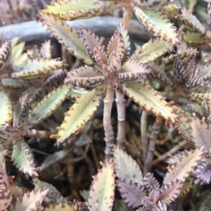 Mother of Thousands Live Plant (Kalanchoe daigremontiana) - Pink Butterfly Succulent, 1-3 inch - Image 4