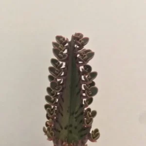 Mother of Thousands Live Plant (Kalanchoe daigremontiana) - Pink Butterfly Succulent, 1-3 inch - Image 5