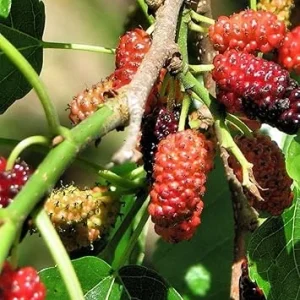 Mulberry Live Plant 2-3 ft Tall - Fruit Tree for Home Gardens, Indoor/Outdoor - Image 7