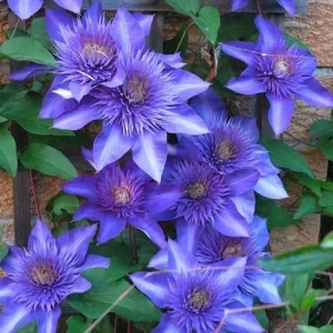 Multi Blue Clematis Vine Live Plant, 2.5 Inch Pot, Perennial Climbing Vine for Outdoor Garden - Image 6