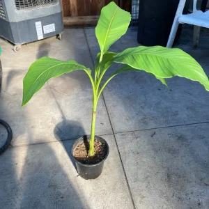 Musa Basjoo Banana Tree Live Plant - 1 Gallon - Cold Hardy to 10°F - Image 10