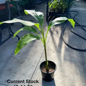 Musa Basjoo Banana Tree Live Plant - 1 Gallon - Cold Hardy to 10°F - Image 2
