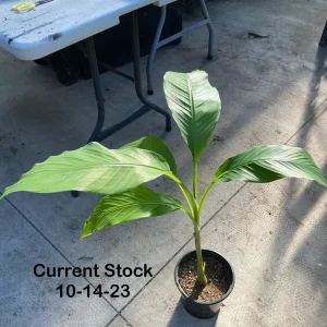 Musa Basjoo Banana Tree Live Plant - 1 Gallon - Cold Hardy to 10°F - Image 4