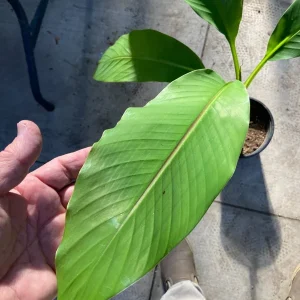 Musa Basjoo Banana Tree Live Plant - 1 Gallon - Cold Hardy to 10°F - Image 7
