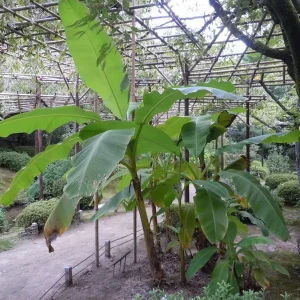 Musa Basjoo Banana Tree Live Plant - Cold Hardy to 10°F - 6 Inch Tall - Image 1