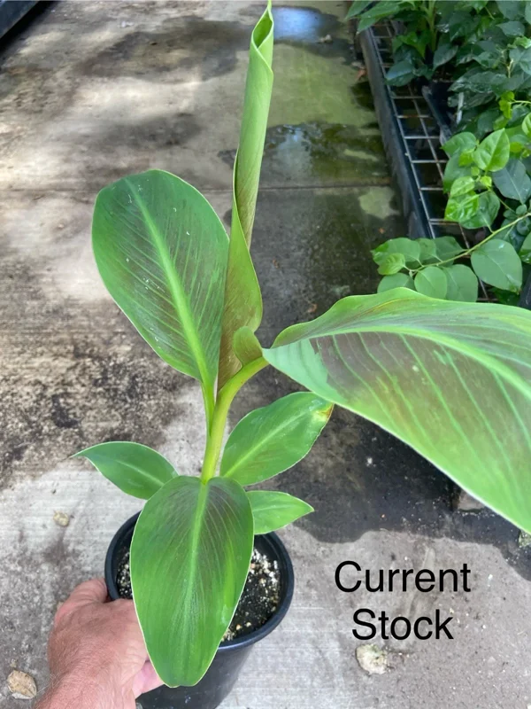 Musa 'Siam Ruby' Live Banana Plant - 1 Gallon Tropical Red Foliage Tree - Image 2