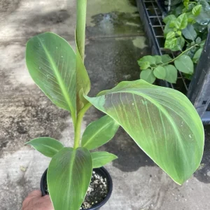 Musa 'Siam Ruby' Live Banana Plant - 1 Gallon Tropical Red Foliage Tree - Image 3