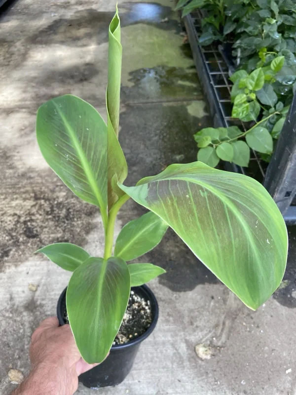 Musa 'Siam Ruby' Live Banana Plant - 1 Gallon Tropical Red Foliage Tree - Image 3