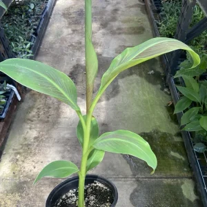 Musa 'Siam Ruby' Live Banana Plant - 1 Gallon Tropical Red Foliage Tree - Image 4