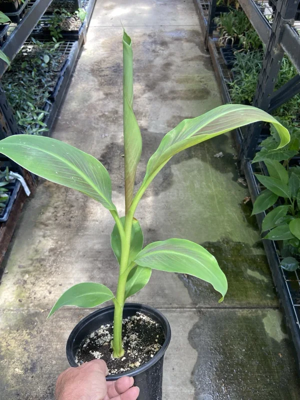 Musa 'Siam Ruby' Live Banana Plant - 1 Gallon Tropical Red Foliage Tree - Image 4