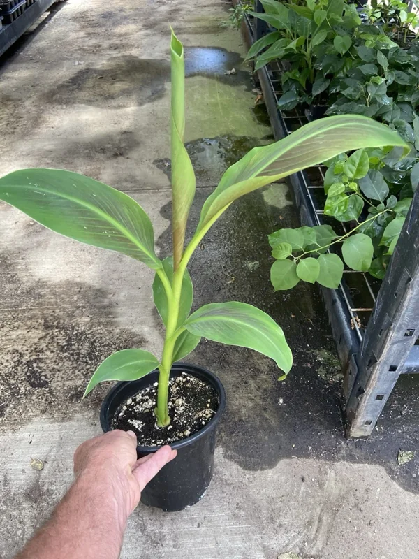 Musa 'Siam Ruby' Live Banana Plant - 1 Gallon Tropical Red Foliage Tree - Image 6
