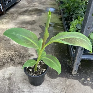 Musa 'Siam Ruby' Live Banana Plant - 1 Gallon Tropical Red Foliage Tree - Image 7