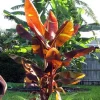 Musa 'Siam Ruby' Live Banana Plant - 1 Gallon Tropical Red Foliage Tree - Image 1