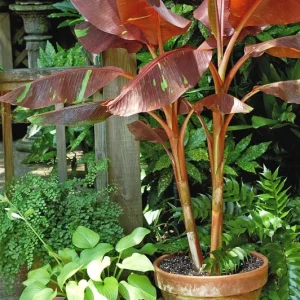 Musa 'Siam Ruby' Live Banana Plant - 1 Gallon Tropical Red Foliage Tree - Image 9