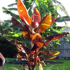 Musa 'Siam Ruby' Live Banana Plant - Exotic Red Foliage, Tropical Outdoor, 4-6 inches - Image 1