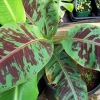Musa 'Zebrina' Blood Banana Live Plant - 6 inch Tropical Houseplant - Image 1
