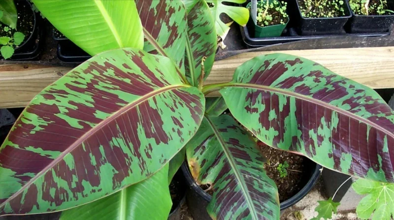 Musa 'Zebrina' Blood Banana Live Plant - 6 inch Tropical Houseplant - Image 1