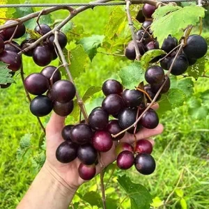 Muscadine Grape Vine Live Plant, Starter, 4-7 Inches Tall, Well-Rooted - Image 1