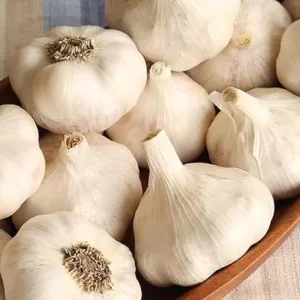 Music Garlic Bulbs for Planting – Hardneck Garlic – 4 Count – Outdoor Gardening - Image 3