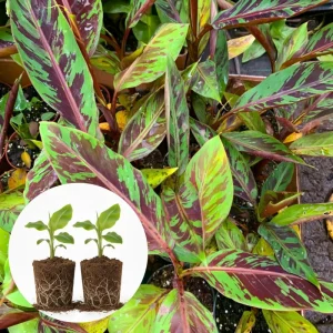 Namwah Banana Live Plants (2-Pack) - Fruit Tree Starter, 4-6 Inches Tall, Indoor/Outdoor - Image 3