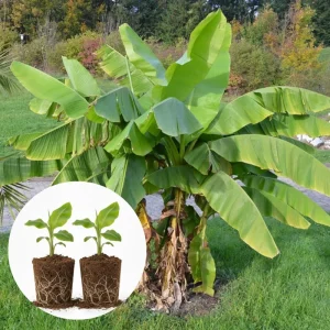Namwah Banana Live Plants (2-Pack) - Fruit Tree Starter, 4-6 Inches Tall, Indoor/Outdoor - Image 4