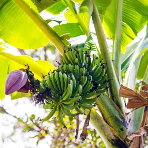 Namwah Banana Live Plants (2-Pack) - Fruit Tree Starter, 4-6 Inches Tall, Indoor/Outdoor - Image 5