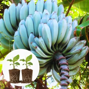 Namwah Banana Live Plants (2-Pack) - Fruit Tree Starter, 4-6 Inches Tall, Indoor/Outdoor - Image 1