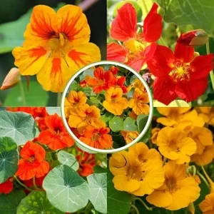 Nasturtium Live Plants, 4-6 Inches Tall, 2 Pack, Trailing Flowers, Outdoor - Image 1