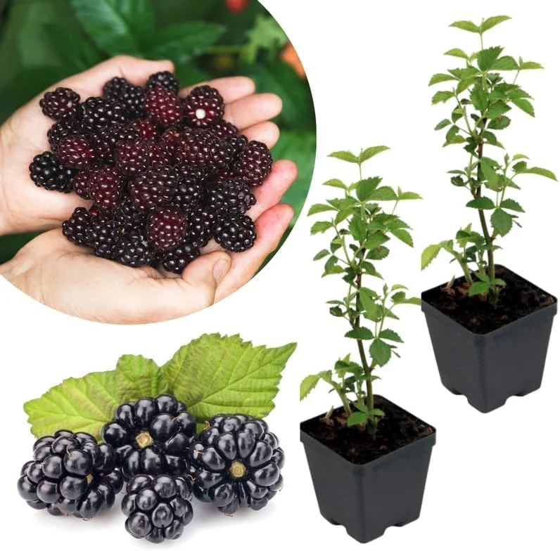 Navaho Thornless Blackberry Live Plants, 2-Pack, 4-6" Tall, Cold Hardy - Image 2