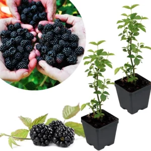Navaho Thornless Blackberry Live Plants, 2-Pack, 4-6