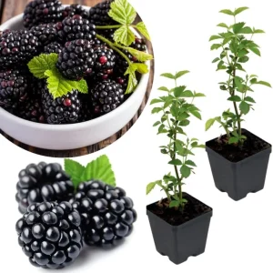 Navaho Thornless Blackberry Live Plants, 2-Pack, 4-6