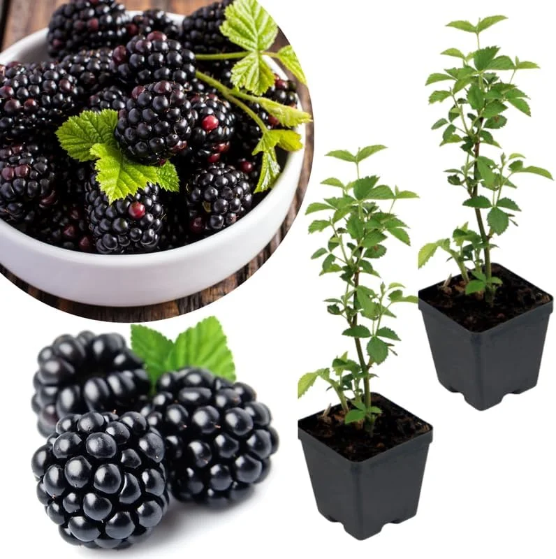 Navaho Thornless Blackberry Live Plants, 2-Pack, 4-6" Tall, Cold Hardy - Image 6