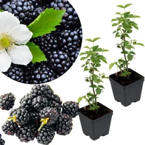 Navaho Thornless Blackberry Live Plants, 2-Pack, 4-6