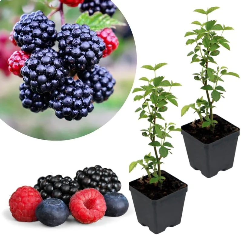 Navaho Thornless Blackberry Live Plants, 2-Pack, 4-6" Tall, Cold Hardy - Image 9