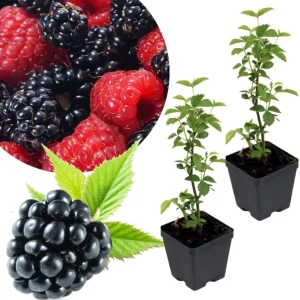 Navaho Thornless Blackberry Live Plants, 2-Pack, 4-6