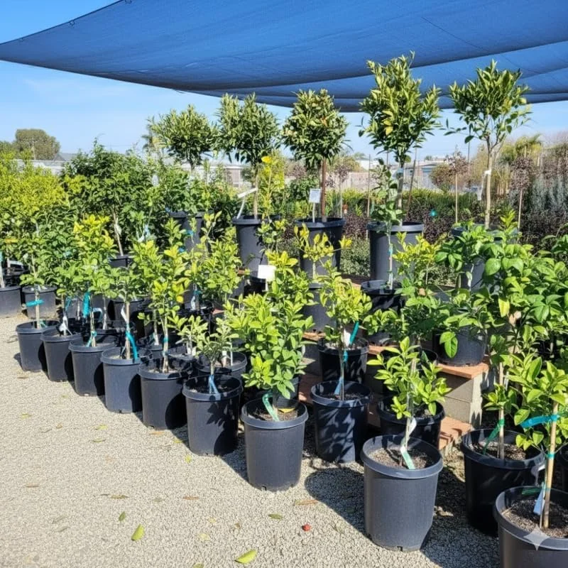 Navel Orange Tree Live Plant 3-4 Ft Tall in 5-Gallon Pot, Sweet Citrus Fruit Tree Outdoor - Image 5