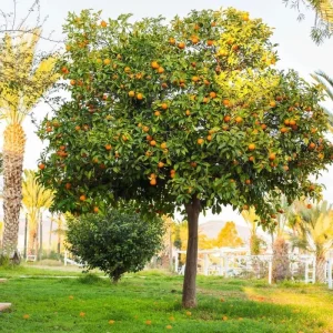 Navel Orange Tree Live Plant 3-4 Ft Tall in 5-Gallon Pot, Sweet Citrus Fruit Tree Outdoor - Image 6