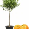Navel Orange Tree Live Plant 3-4 Ft Tall in 5-Gallon Pot, Sweet Citrus Fruit Tree Outdoor - Image 1