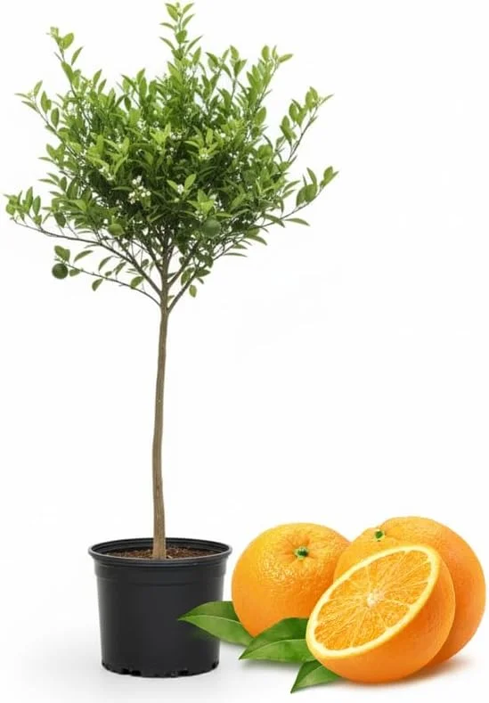 Navel Orange Tree Live Plant 3-4 Ft Tall in 5-Gallon Pot, Sweet Citrus Fruit Tree Outdoor - Image 1