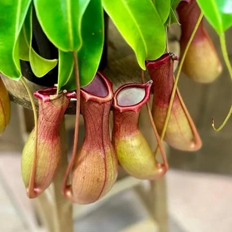 Nepenthes Pitcher Plant Live, Large Carnivorous Plant for Terrariums & Gardens, 8 Months Old Starter - Image 2