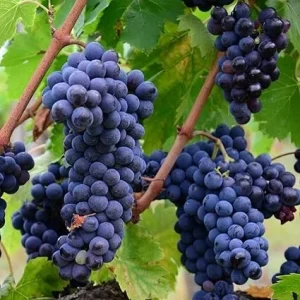 Niabell Bunch Grape Vine - 2 Year Old Live Plant, Cold Hardy Blue Black Grapes, Zones 5-9, 2 Feet Tall - Image 2
