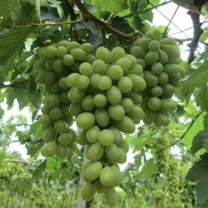 Niagara Bunch Grape Vine Live Plant - 2 Year Old, Cold Hardy Green Grape - Image 2