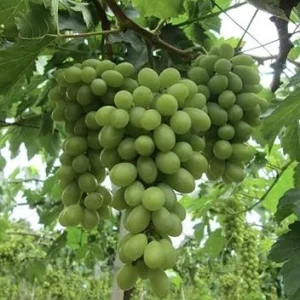 Niagara Bunch Grape Vine Live Plant - 2 Year Old, Cold Hardy Green Grape - Image 7